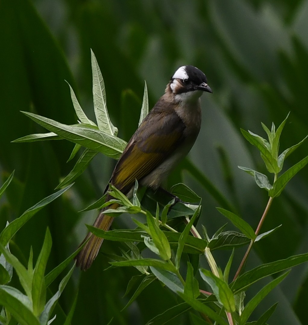 Light-vented Bulbul - ML294174821