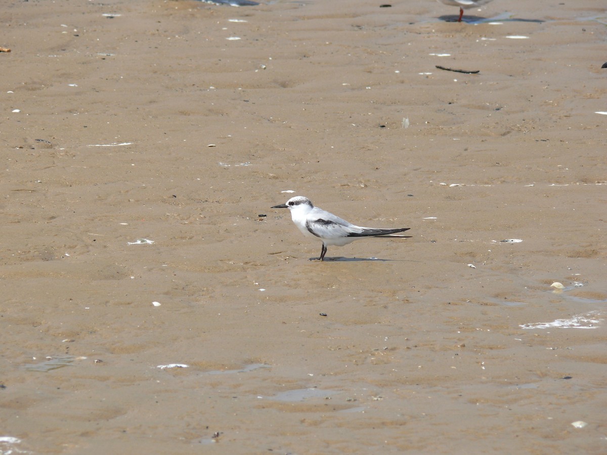 Least Tern - ML29417511