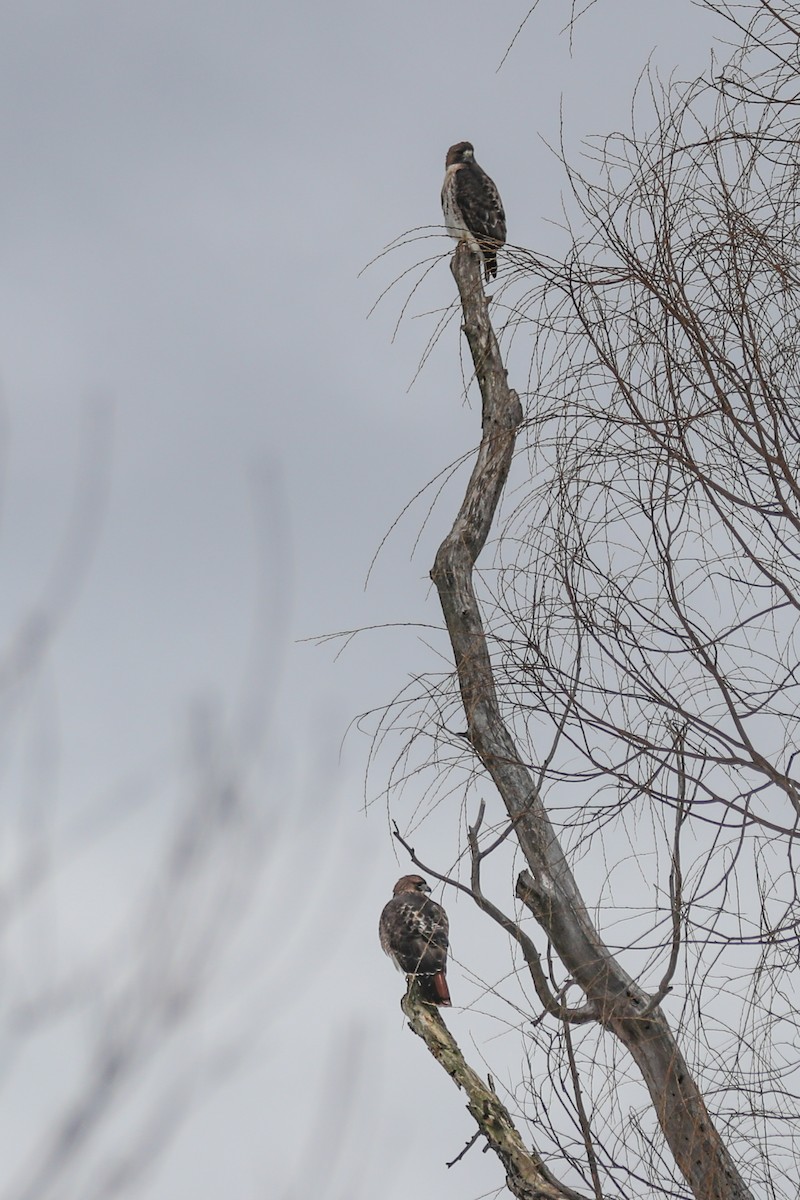 Red-tailed Hawk - ML294175371