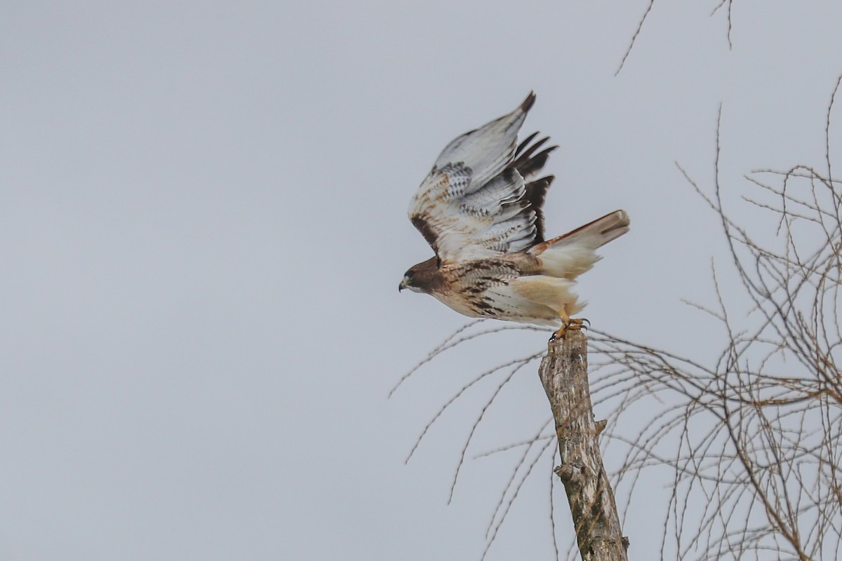 Red-tailed Hawk - ML294175391
