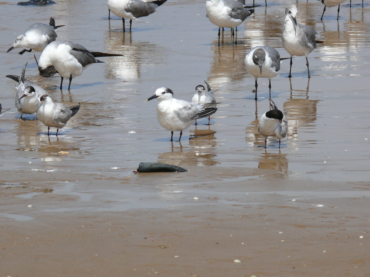Sandwich Tern - ML29417541
