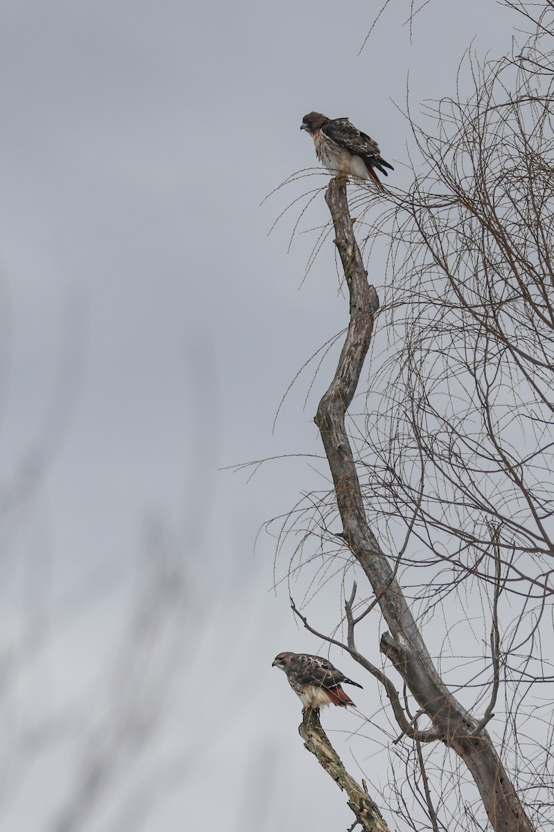 Red-tailed Hawk - ML294175461