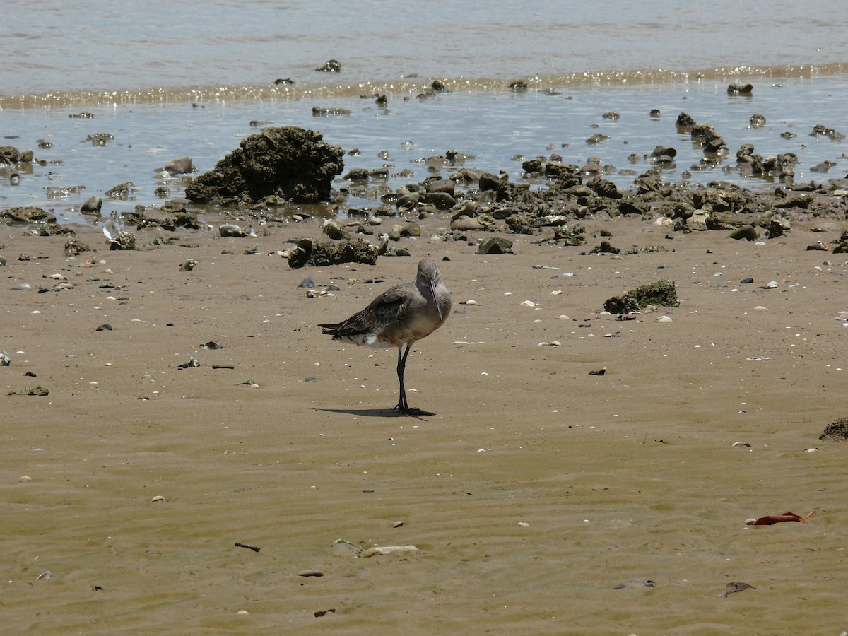 Marbled Godwit - ML29417561