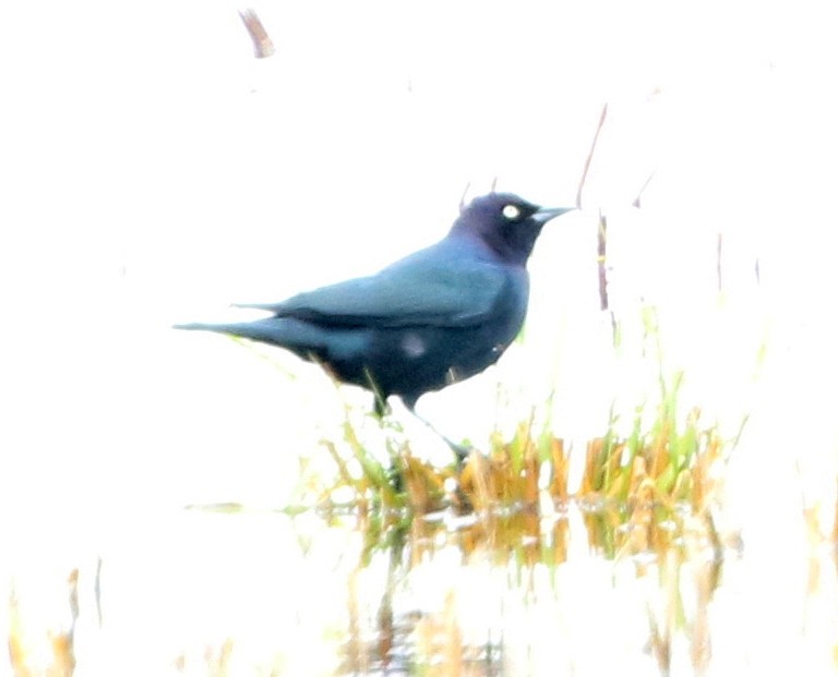 Brewer's Blackbird - ML294176081