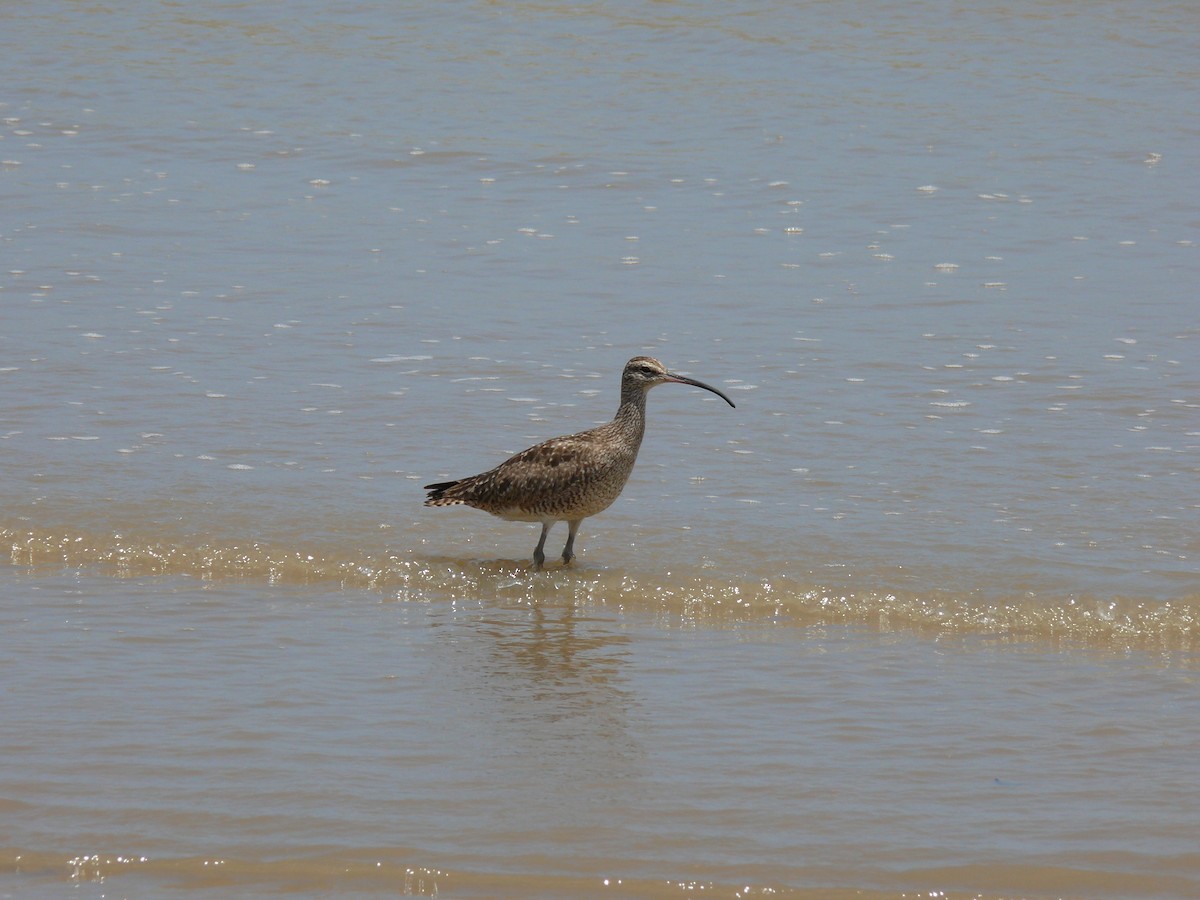 Whimbrel (Hudsonian) - ML29417611