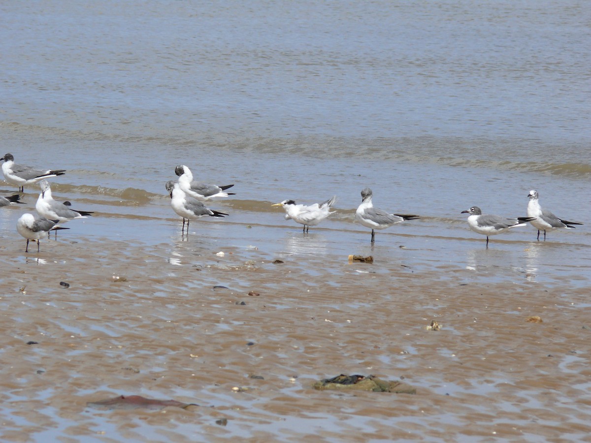Sandwich Tern (Cayenne) - ML29417661