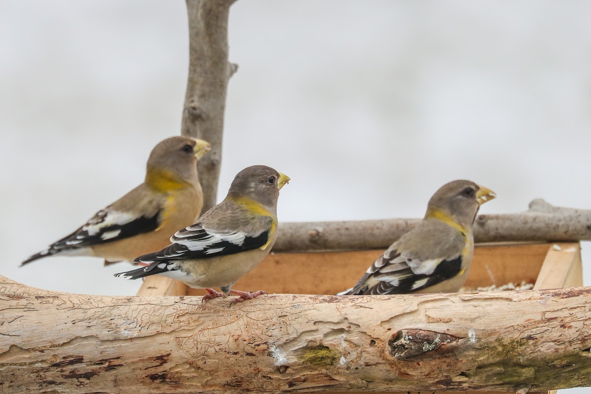 Evening Grosbeak - ML294177311