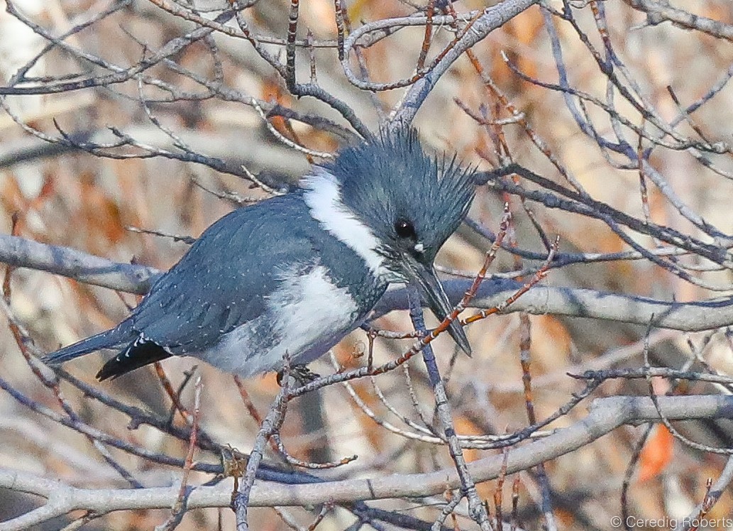 Belted Kingfisher - ML294177691