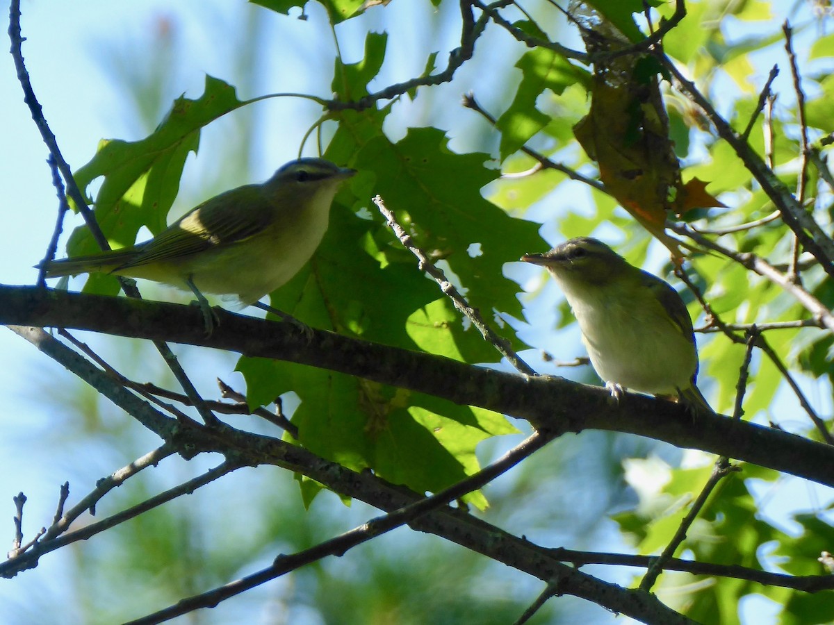 Red-eyed Vireo - ML294179441