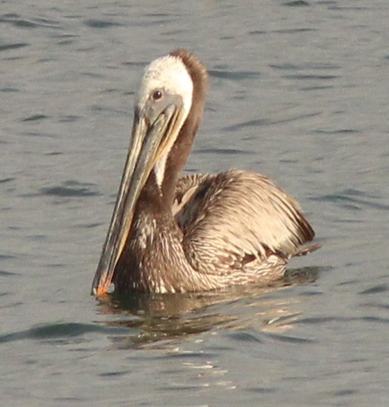pelikán hnědý - ML29417991