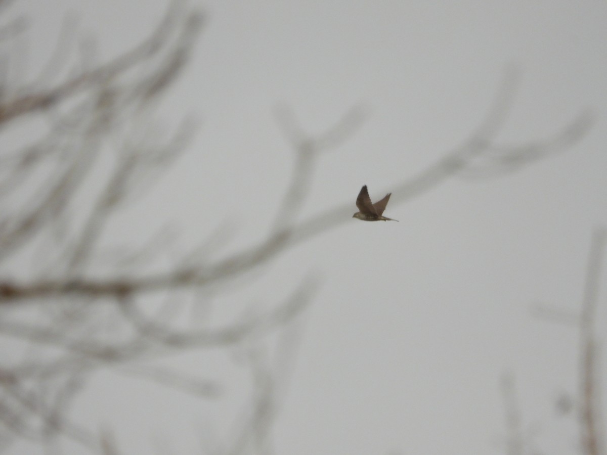 Prairie Falcon - ML294180501