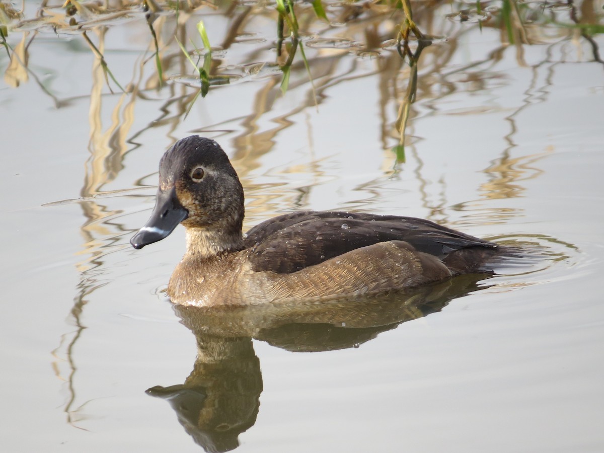 Ring-necked Duck - Drew Meyer