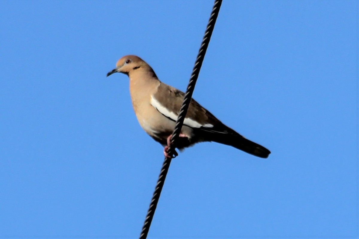 White-winged Dove - ML294183291