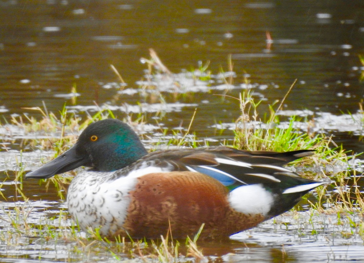 Northern Shoveler - ML294184151