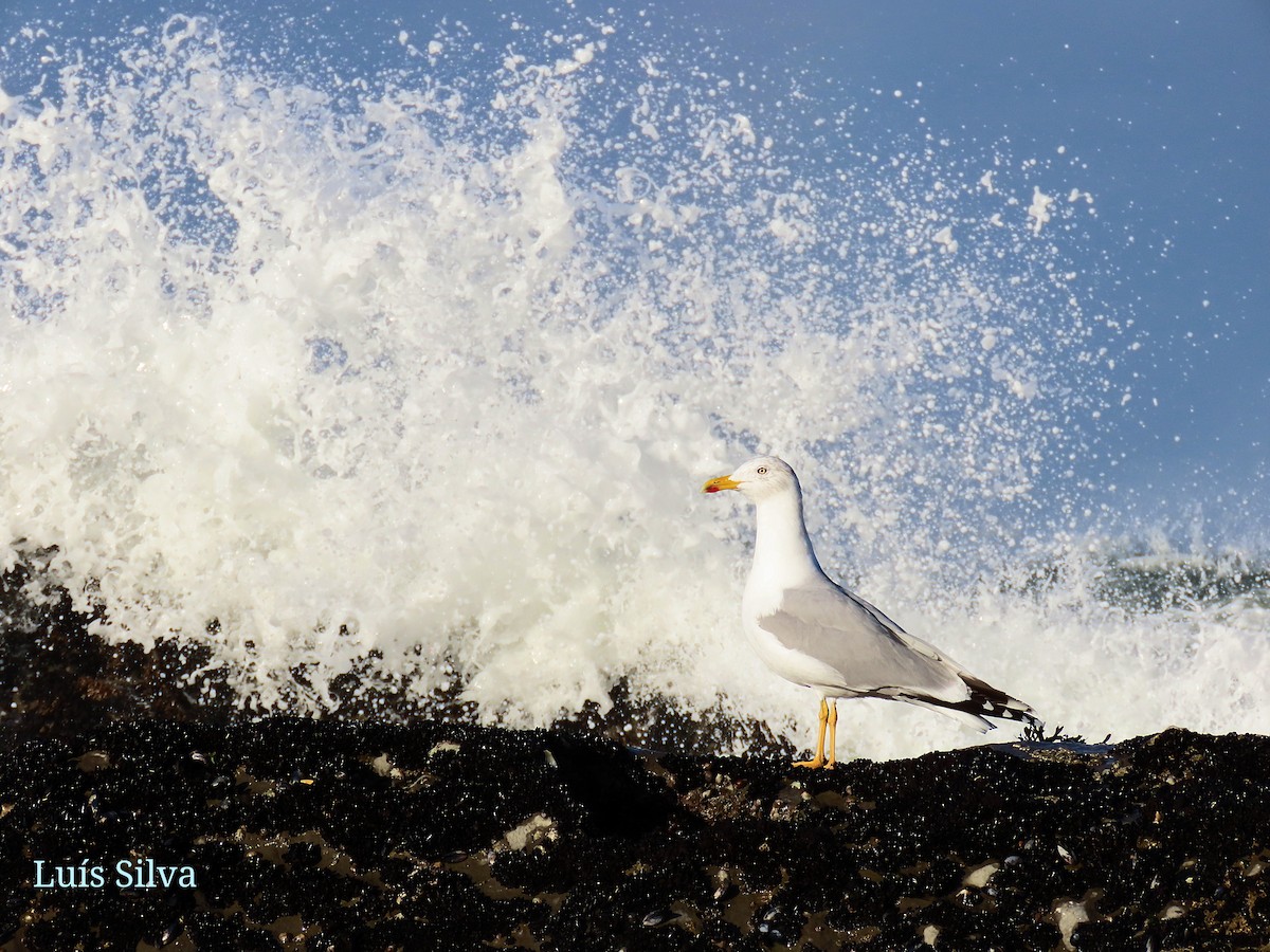 キアシセグロカモメ - ML294184821