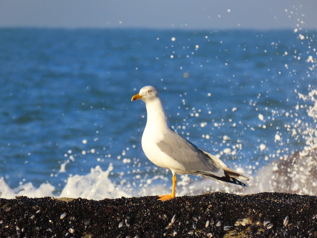 キアシセグロカモメ - ML294185231