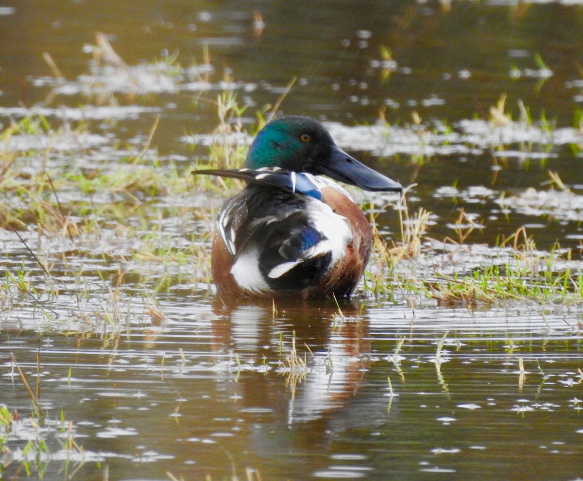 Northern Shoveler - ML294185291