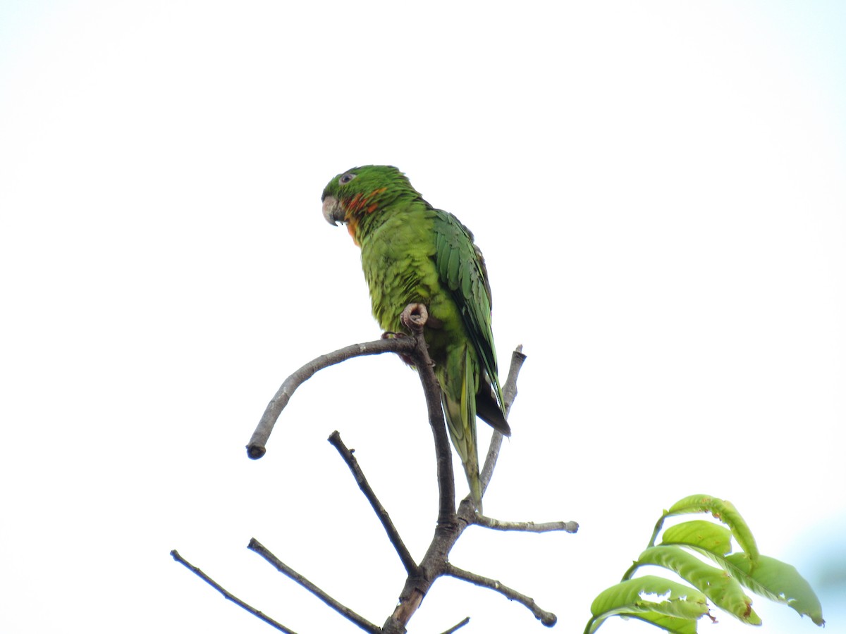 Green Parakeet (Red-throated) - Guillermo Funes