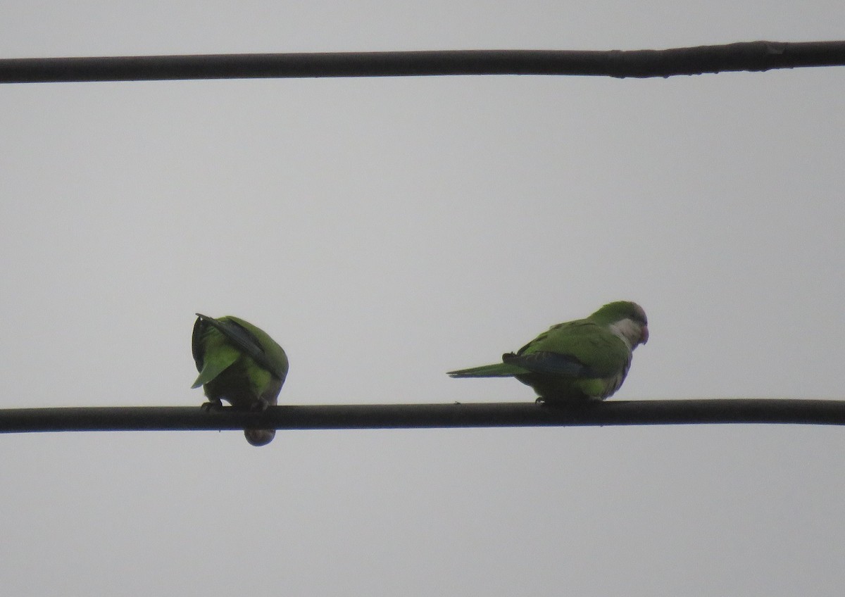 Monk Parakeet (Monk) - ML294185851