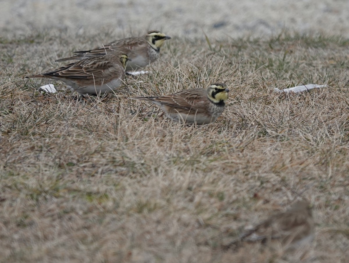 Horned Lark - Jeanne-Marie Maher