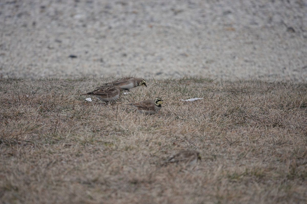 Horned Lark - Jeanne-Marie Maher