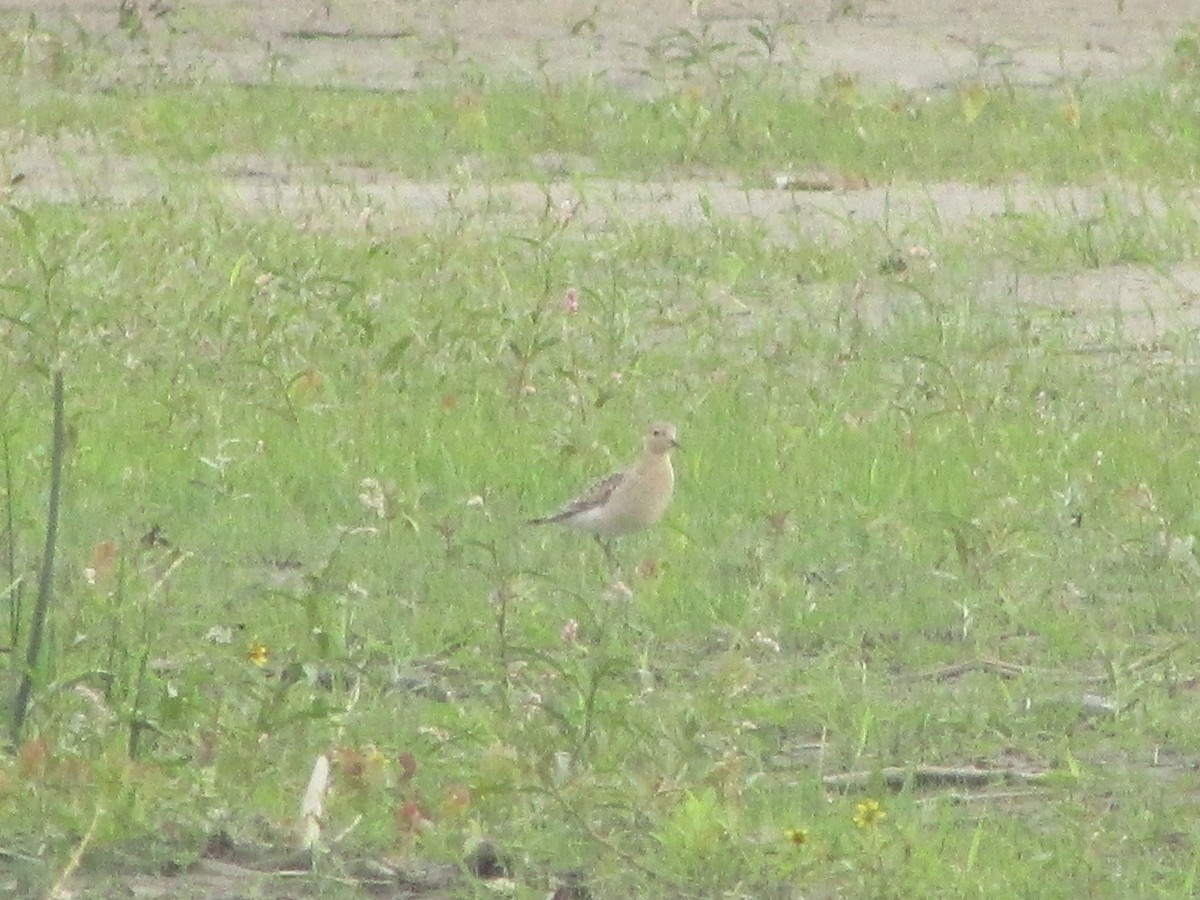 Buff-breasted Sandpiper - Thierry Grandmont