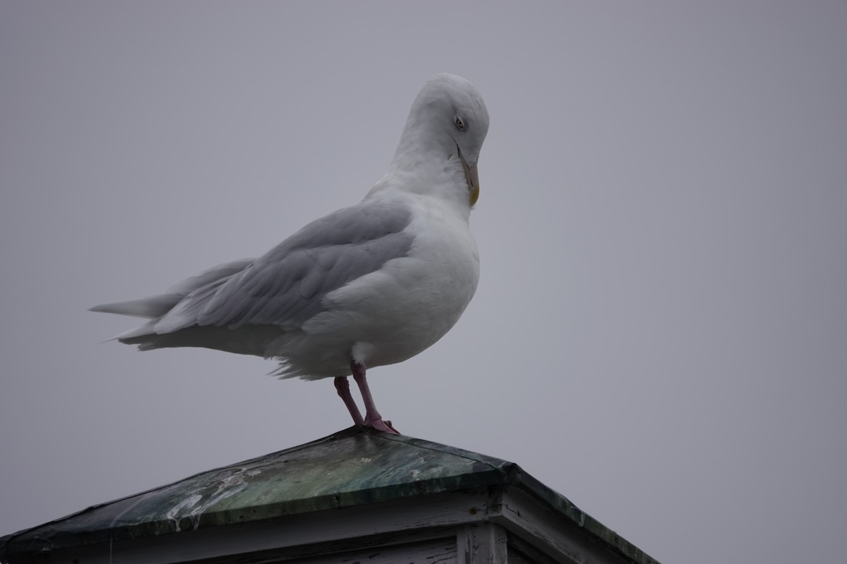 Glaucous Gull - Jeanne-Marie Maher