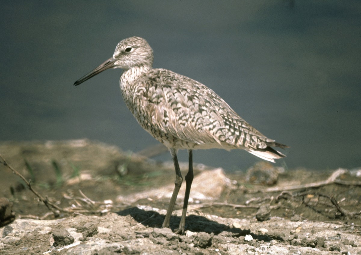 Willet - ML29418851