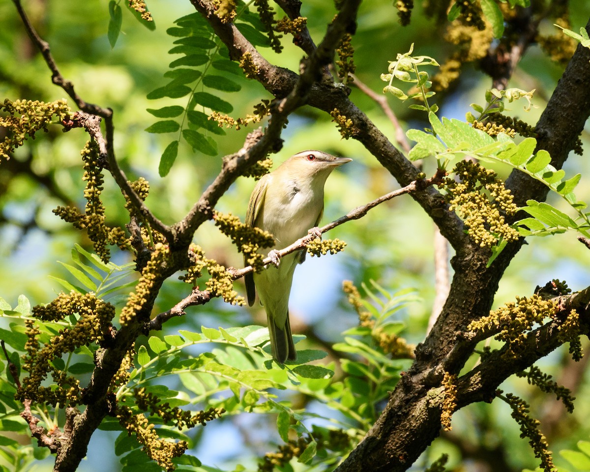 Red-eyed Vireo - ML29419021