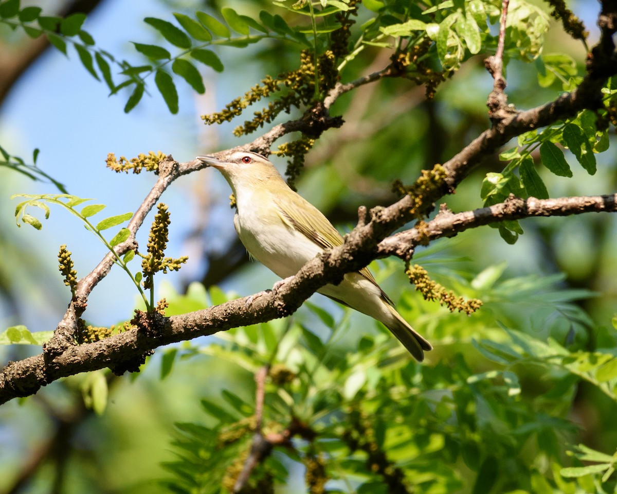 Red-eyed Vireo - ML29419031