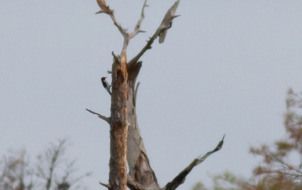 Red-headed Woodpecker - ML294191491