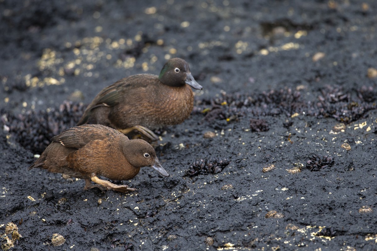 Auckland Islands Teal - Michael Stubblefield