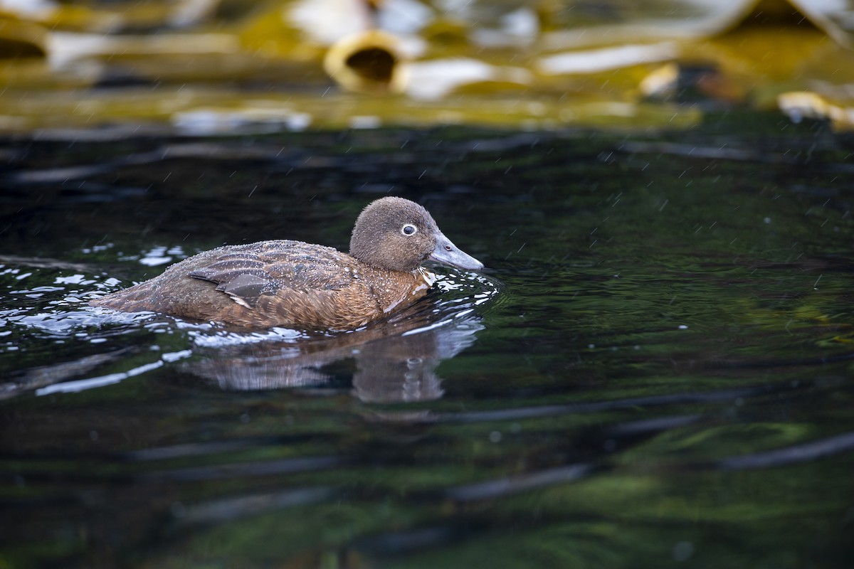 Auckland Islands Teal - Michael Stubblefield