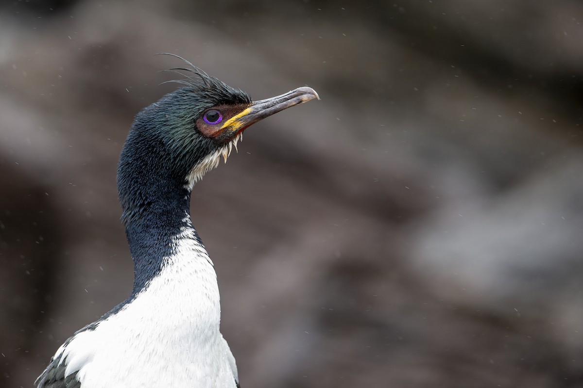 Auckland Islands Shag - ML294192521