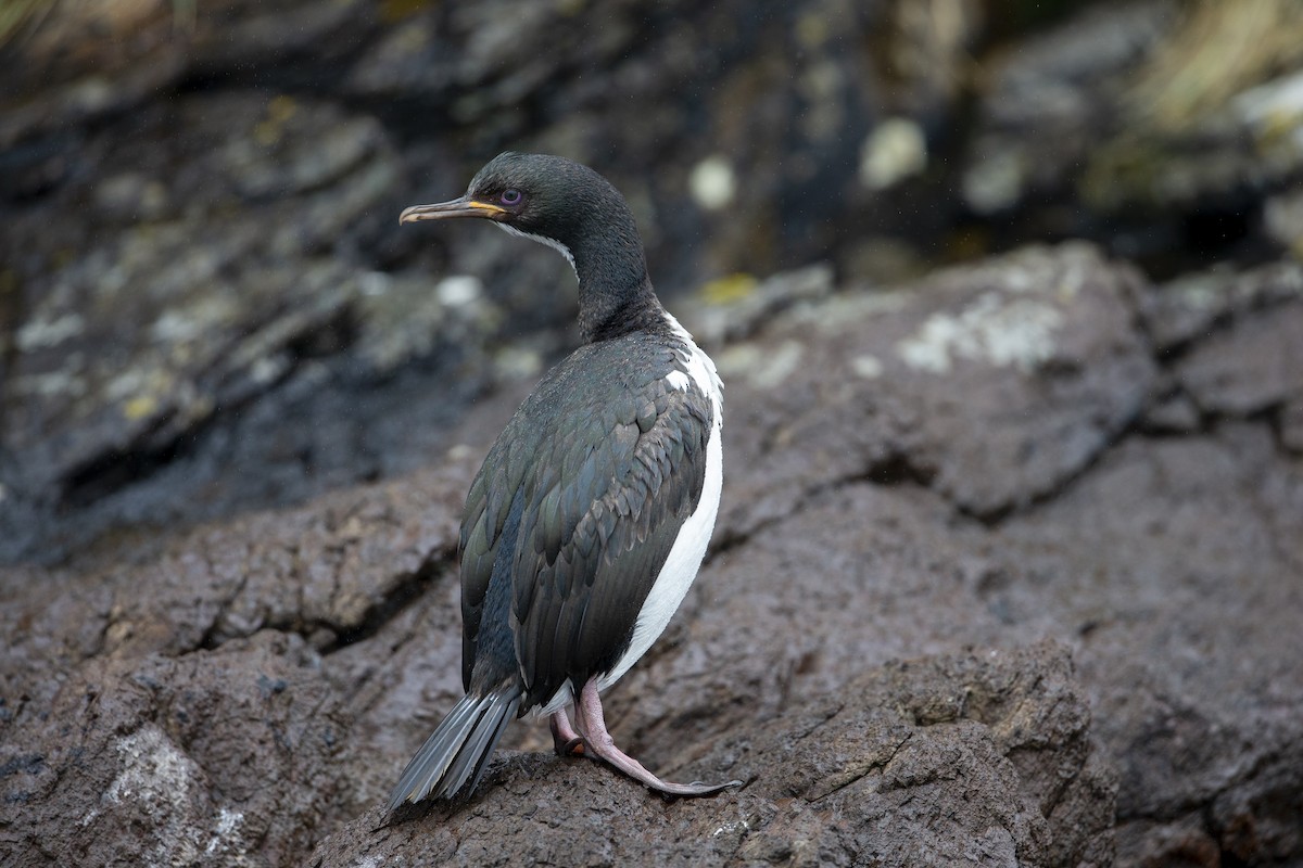 Auckland Islands Shag - ML294192551