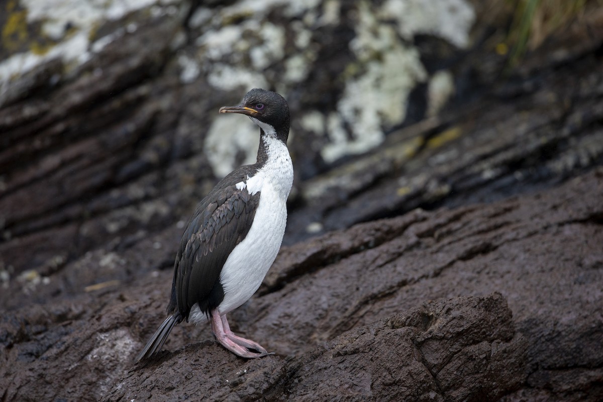 Auckland Islands Shag - ML294192561