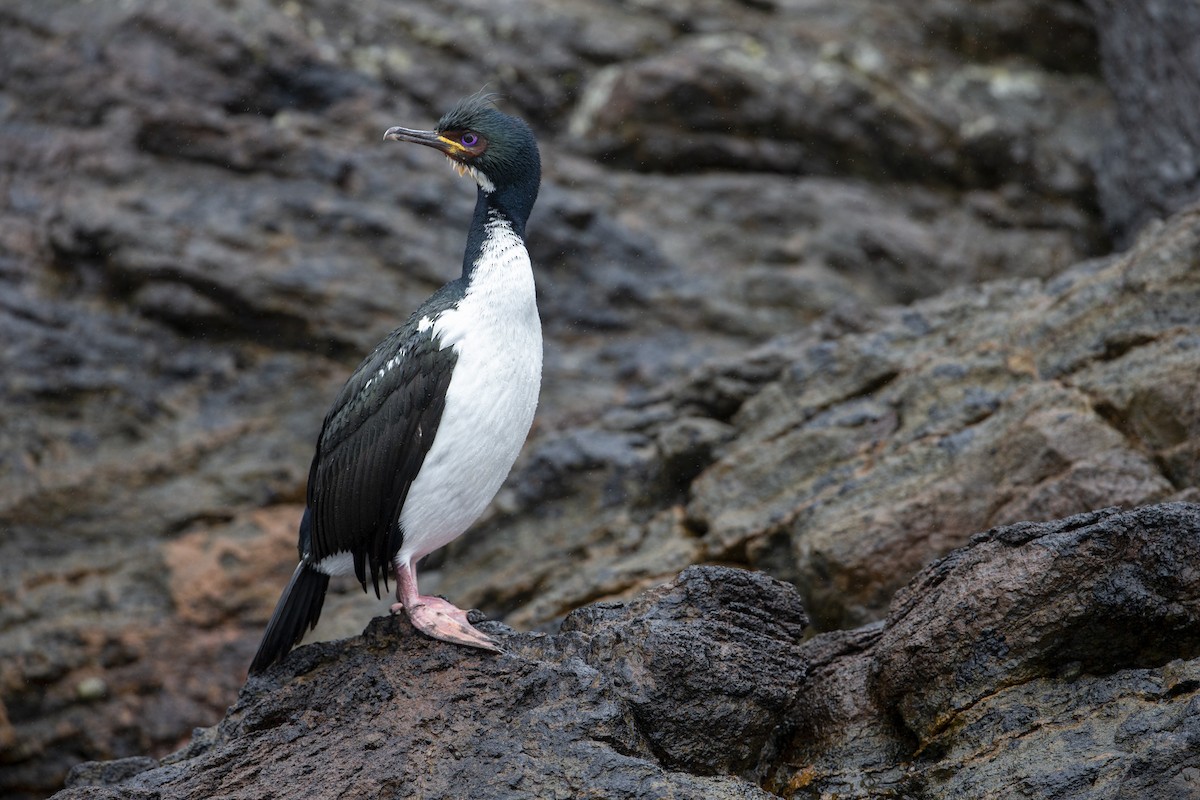 Auckland Islands Shag - ML294192571