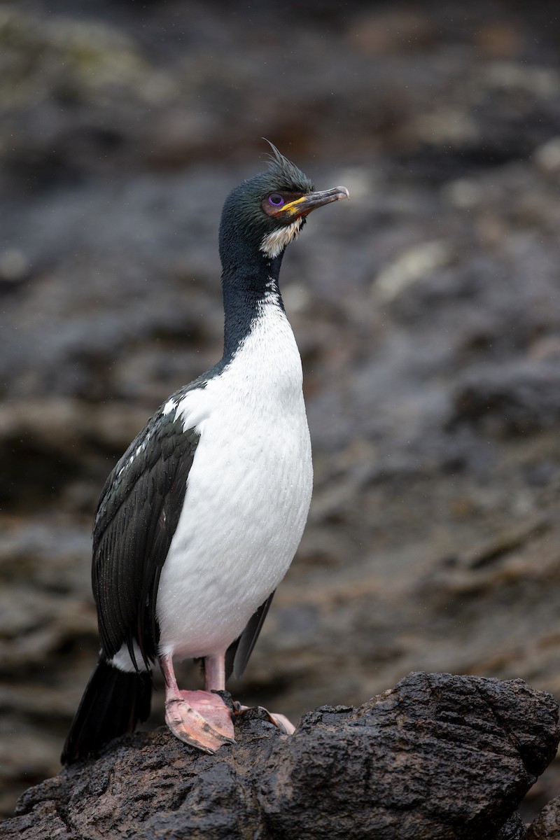 Auckland Islands Shag - ML294192581