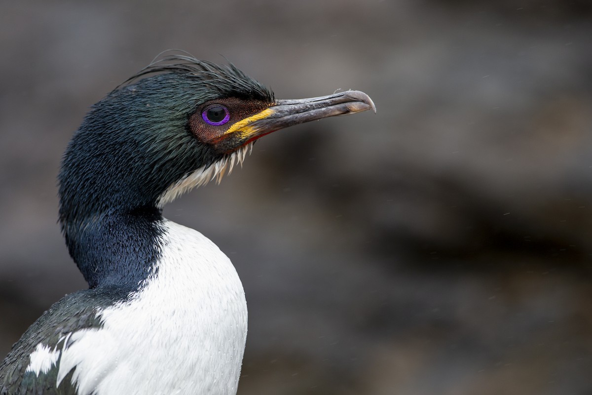 Auckland Islands Shag - ML294192591