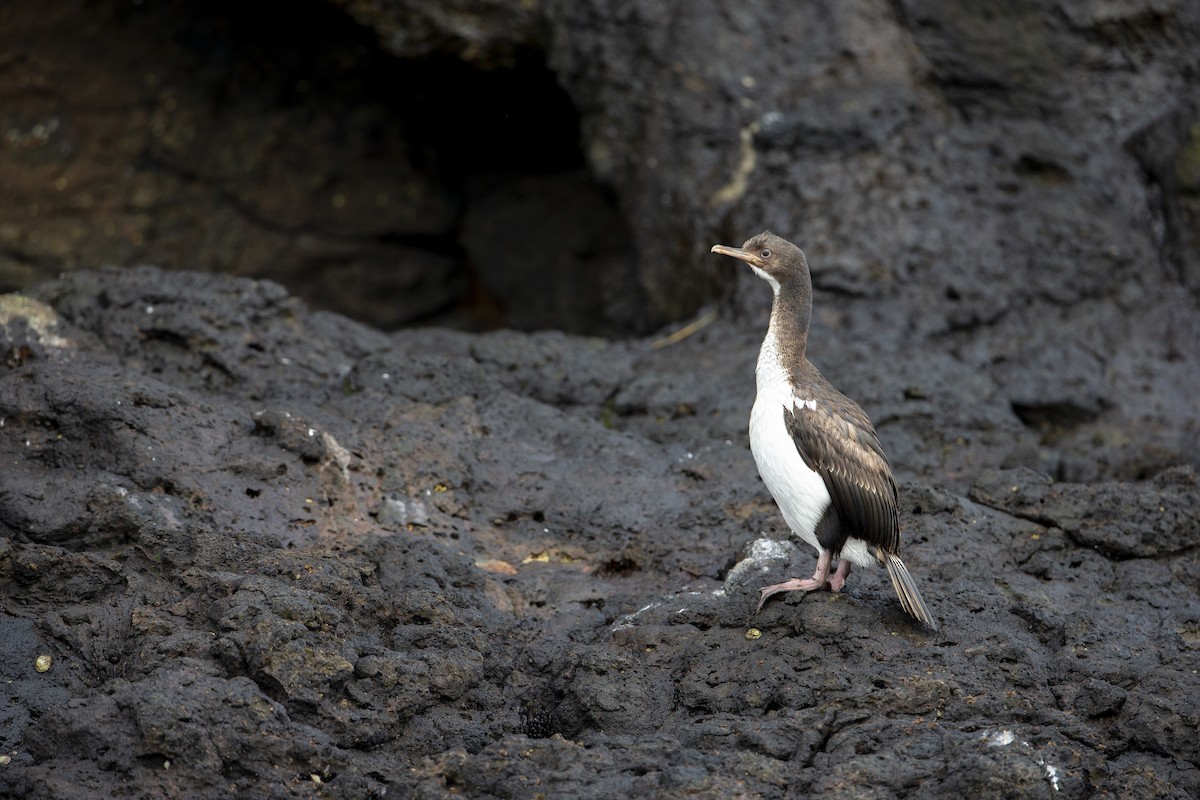 Auckland Islands Shag - ML294192681