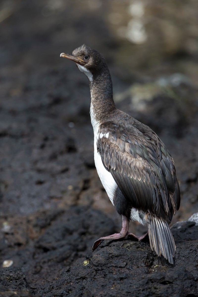 Auckland Islands Shag - ML294192691