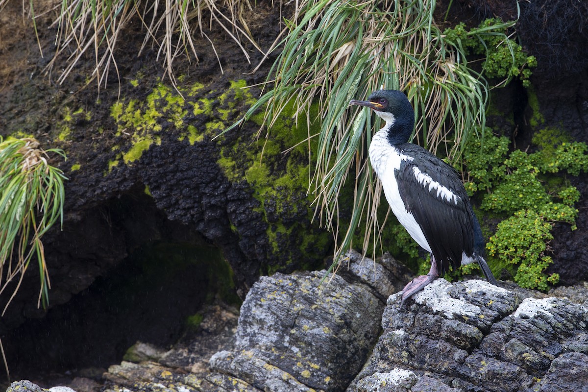 Auckland Islands Shag - ML294192701