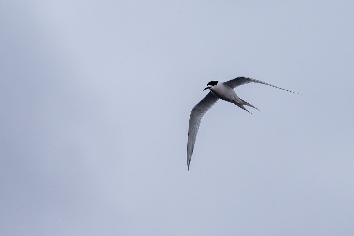 White-fronted Tern - Michael Stubblefield