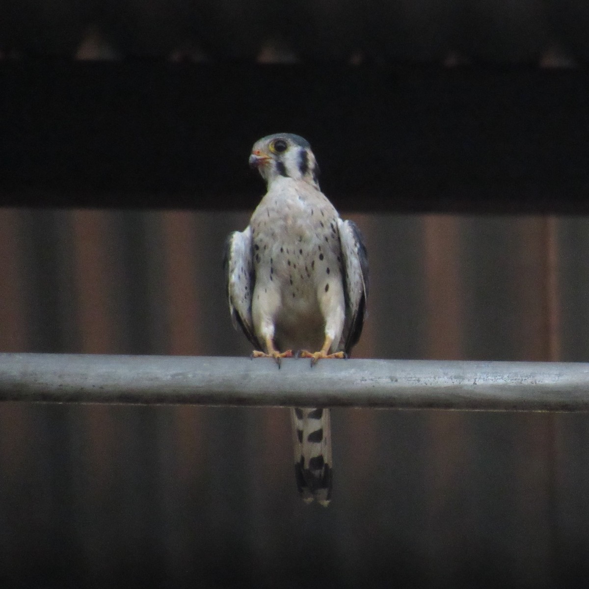 American Kestrel - ML294193491