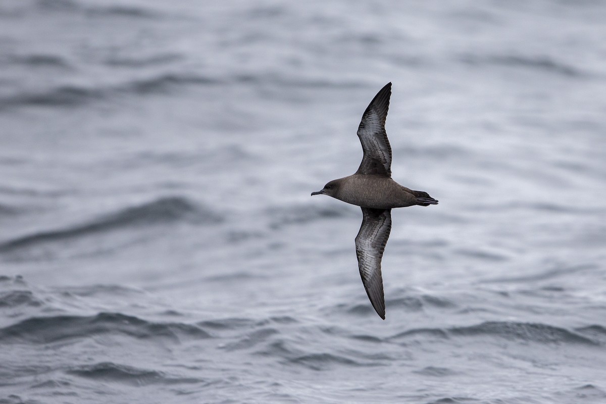 Sooty Shearwater - ML294193651