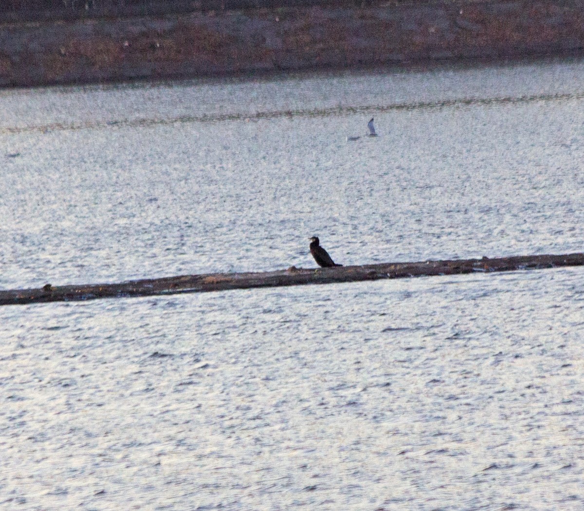 Great Cormorant - Bradley Kane