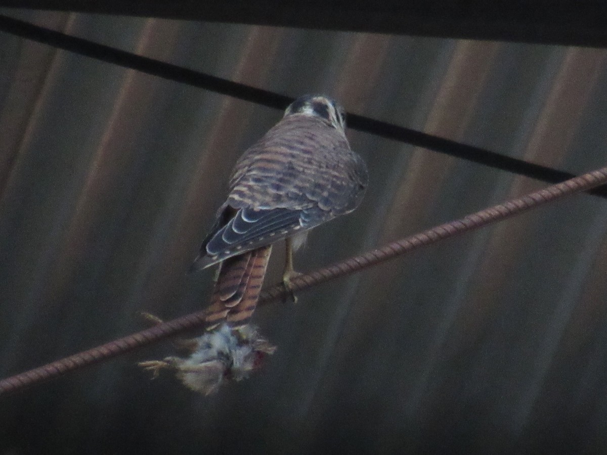 American Kestrel - ML294193791