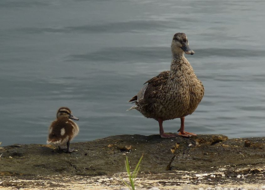 Mallard - Bill Pranty