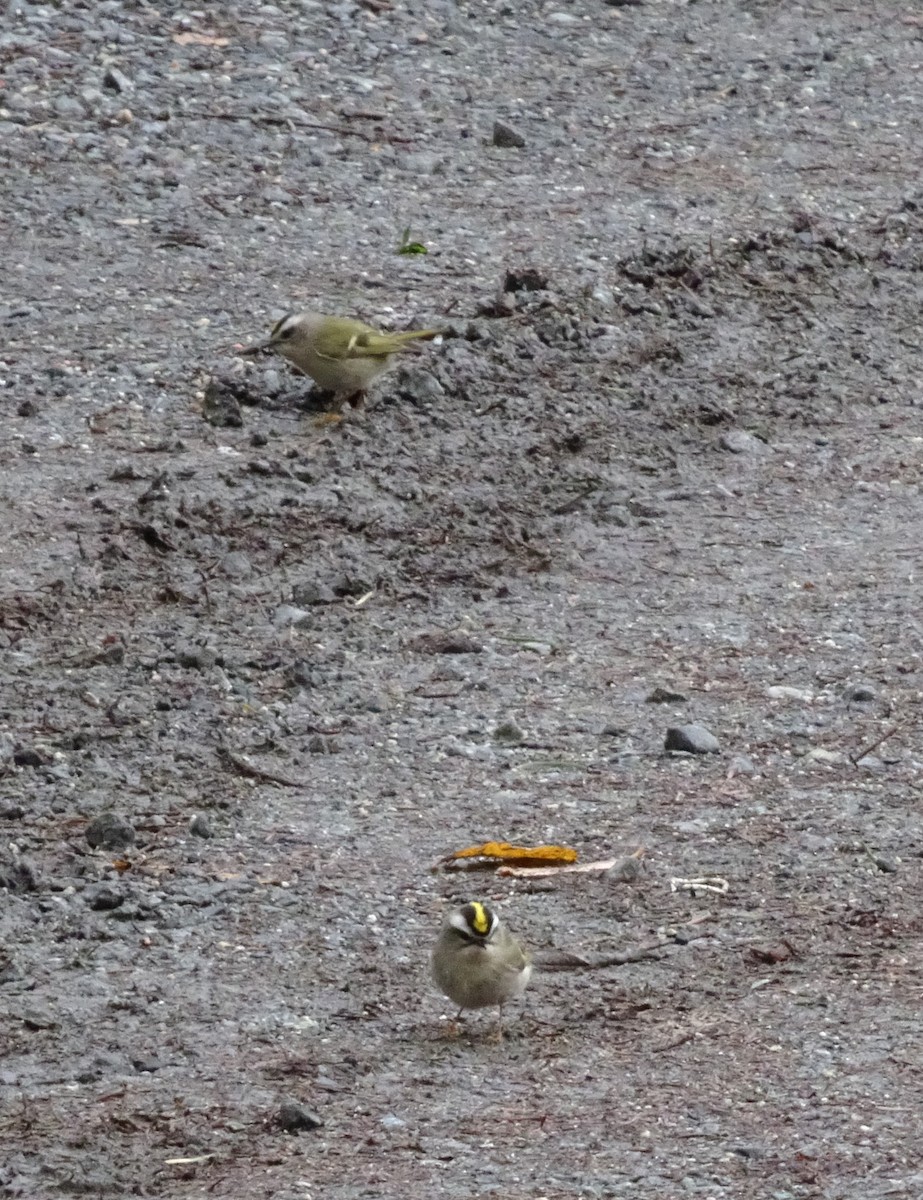 Golden-crowned Kinglet - ML294195671