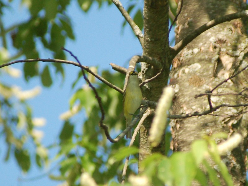 White-eyed Vireo - Chris Kargel